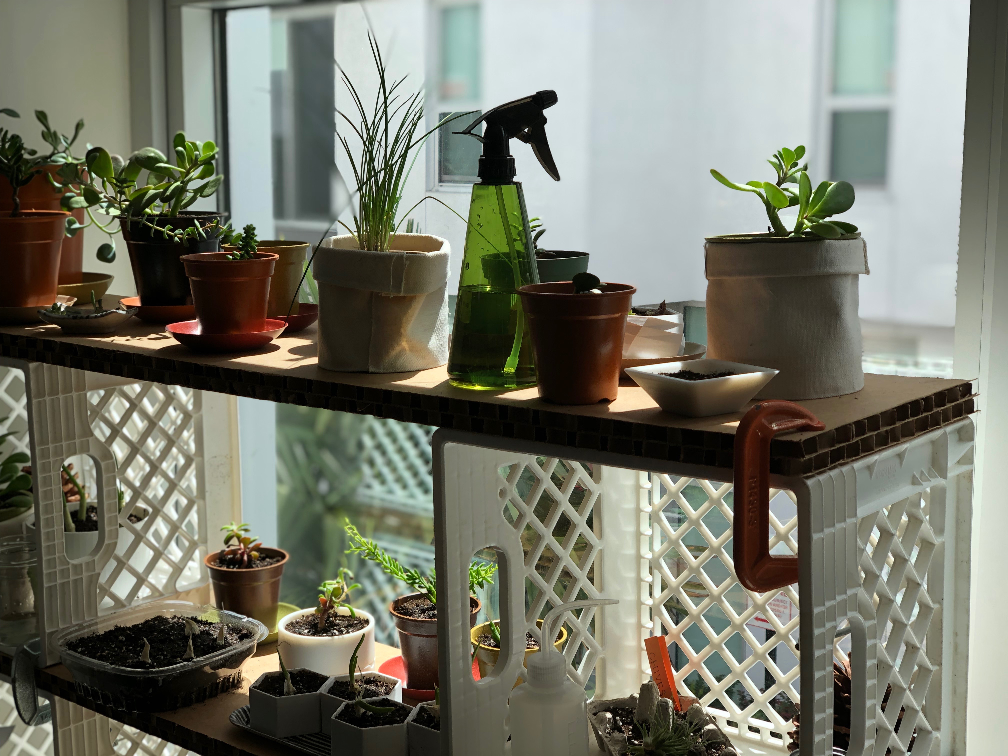 a new plant shelve at home